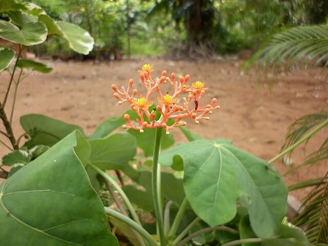 Jatropha Podagrica