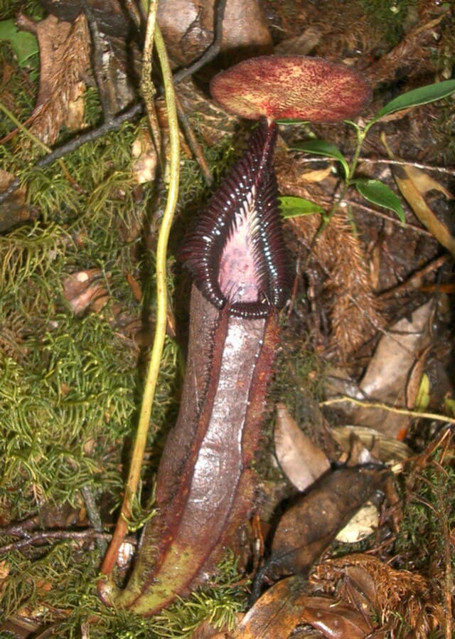 Nepenthes Singalana