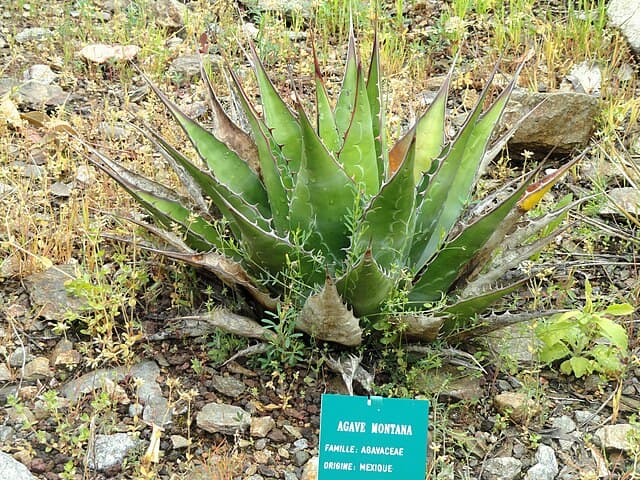 Mountain Agave