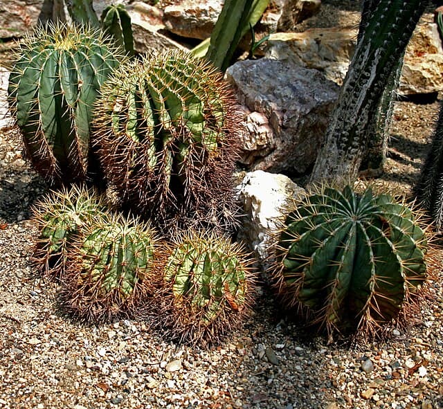 Ferocactus
