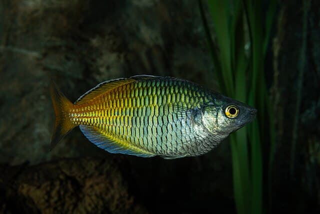 Boesemani Rainbowfish