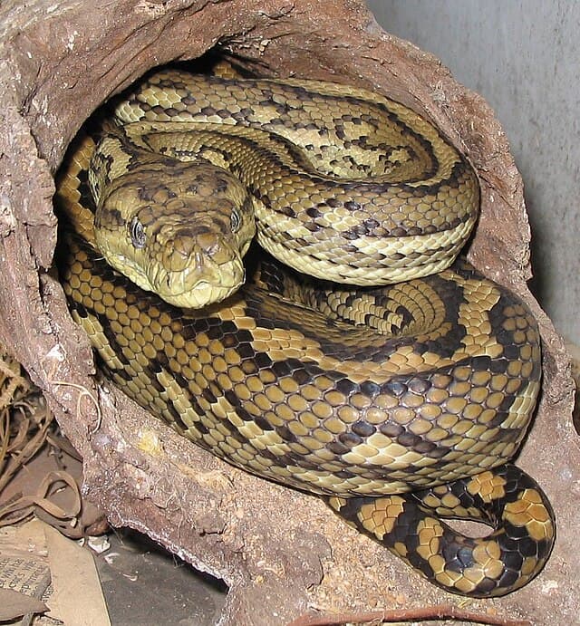 Carpet Python