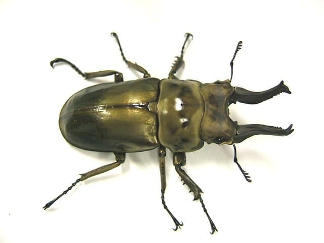 Golden Stag Beetle