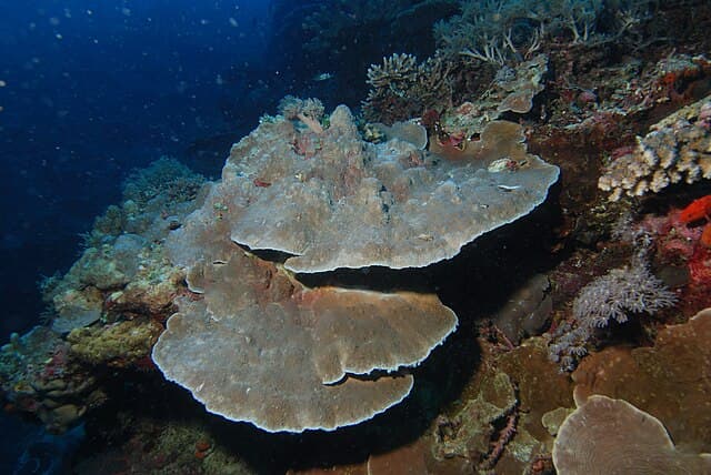 Montipora