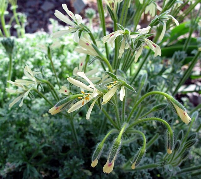 Pelargonium Appendiculatum