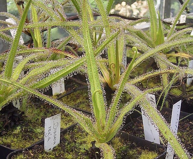Drosera Regia
