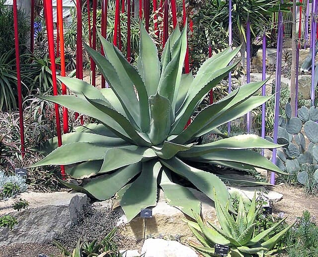Agave Potatorum
