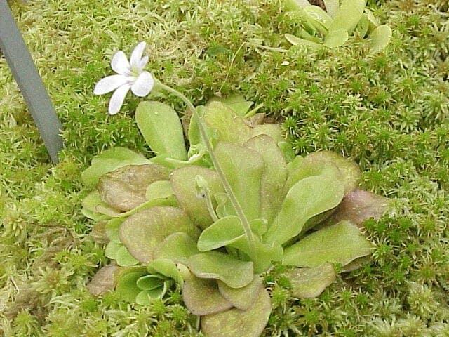 Pinguicula Agnata