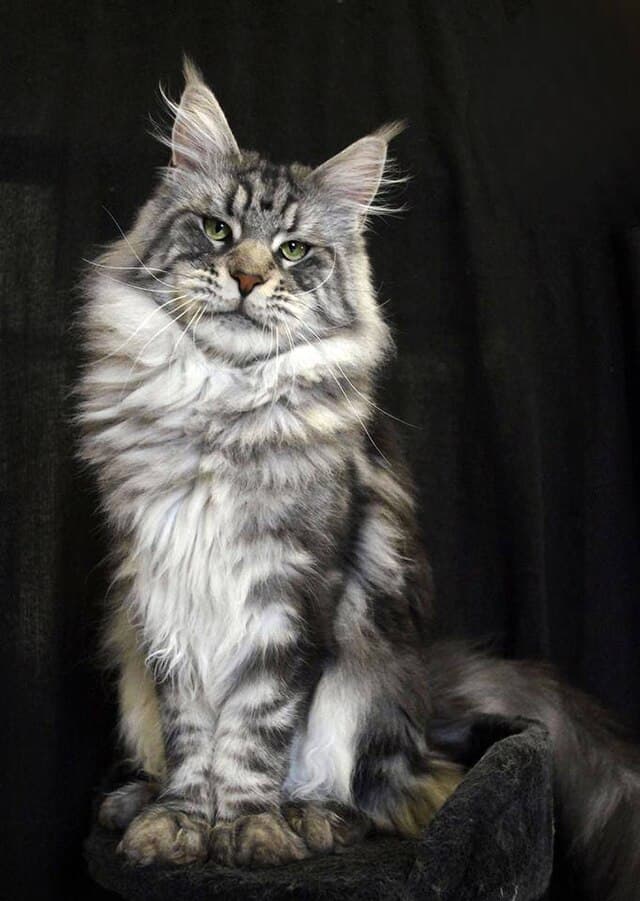 Maine Coon