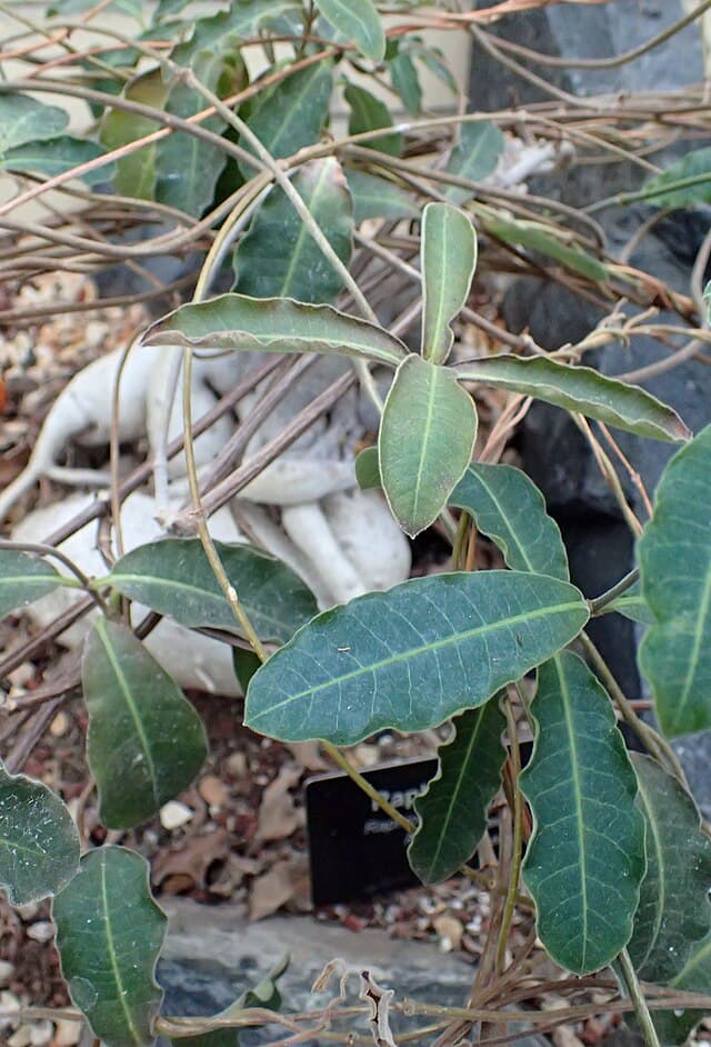 Raphionacme Flanaganii