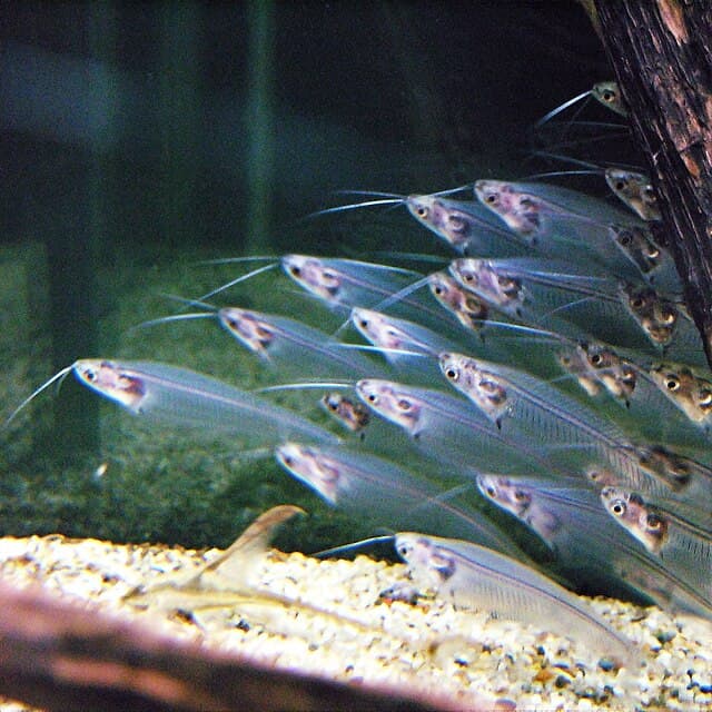 Glass Catfish
