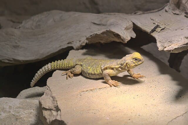 Saharan Uromastyx