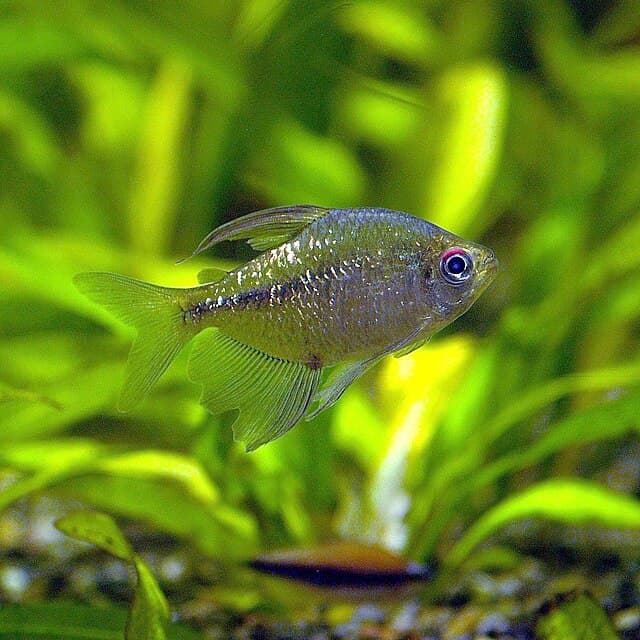 Diamond Tetra
