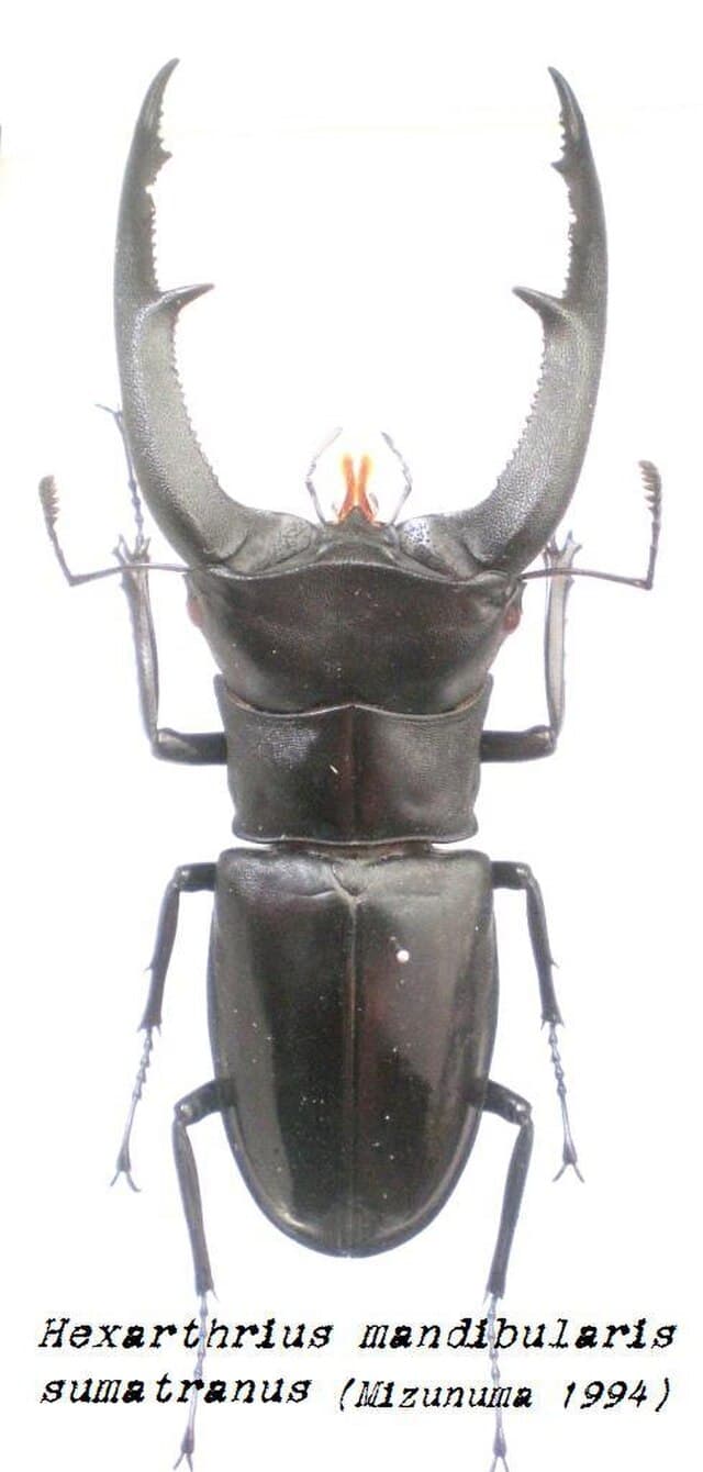 Mandibularis Stag Beetle