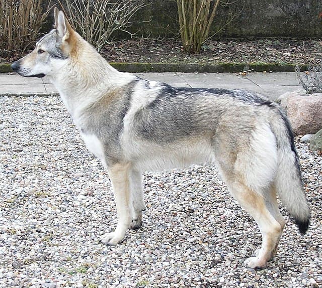 Czechoslovakian Wolfdog