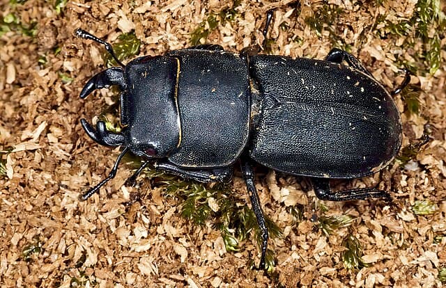 Japanese Giant Stag Beetle