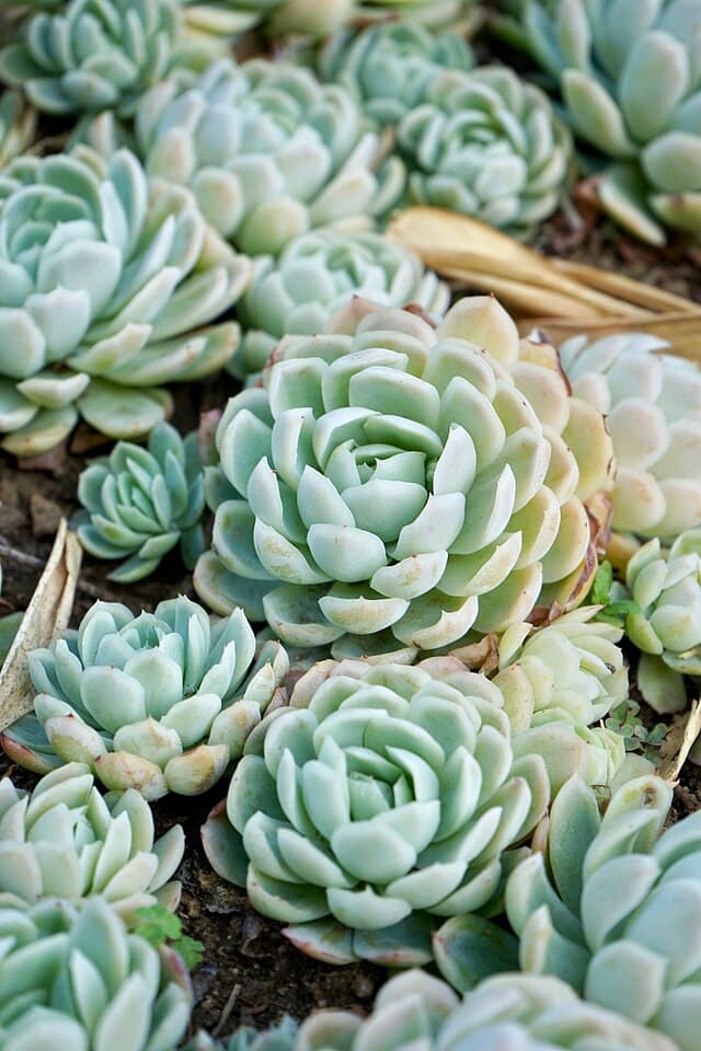 Echeveria