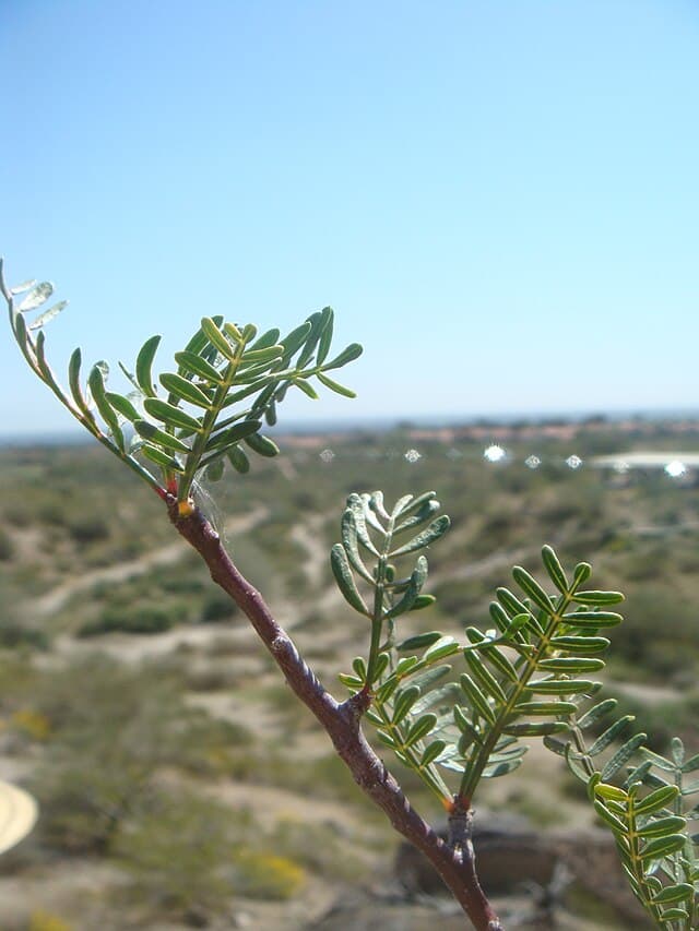 Bursera Microphylla