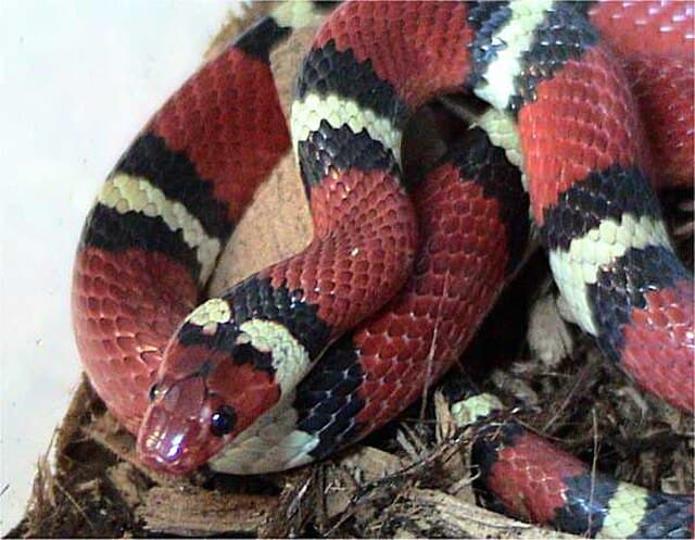 Kingsnake