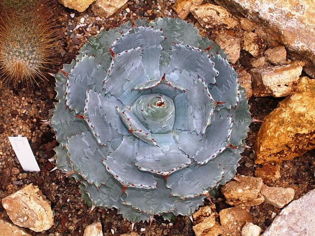 Agave Isthmensis