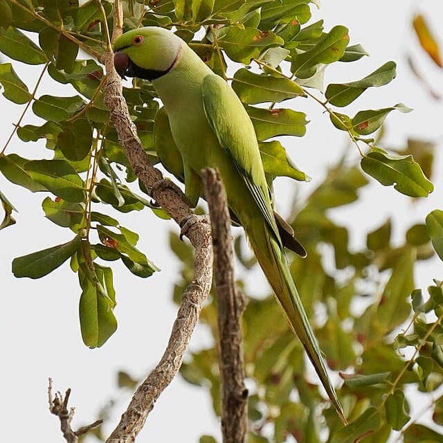 Indian Ringneck Parakeet