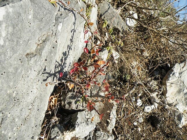 Fouquieria Fasciculata