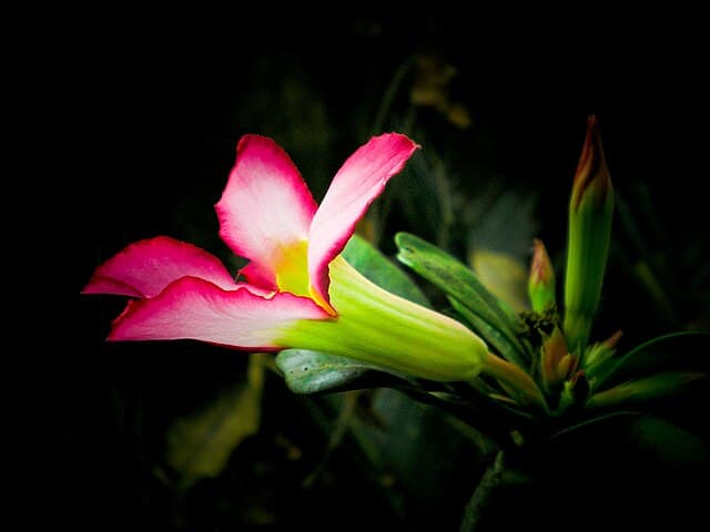 Adenium (Desert Rose)