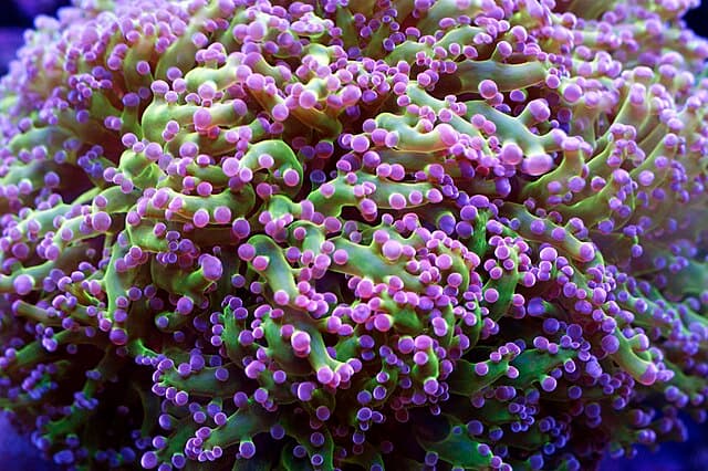 Frogspawn Coral