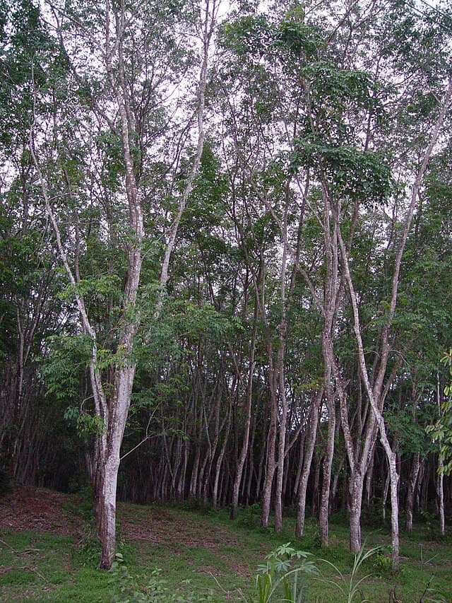 Rubber Plant