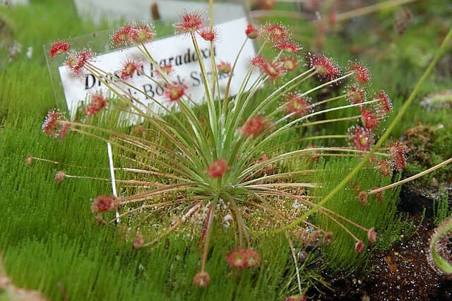 Drosera Paradoxa