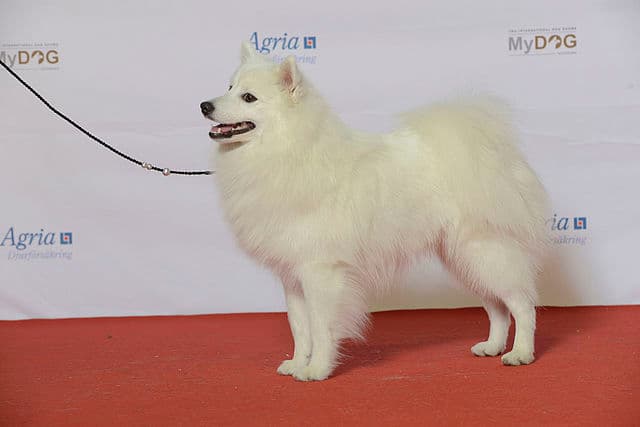 Japanese Spitz