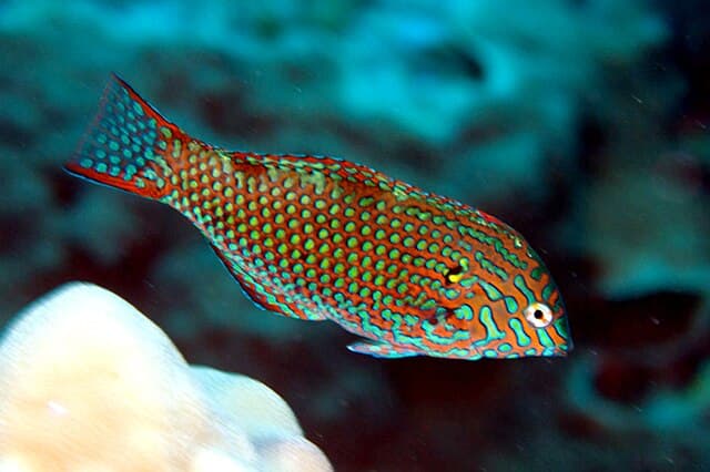 Leopard Wrasse