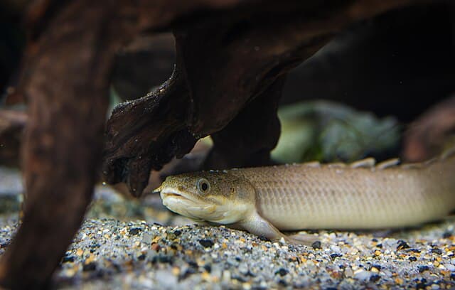 Polypterus