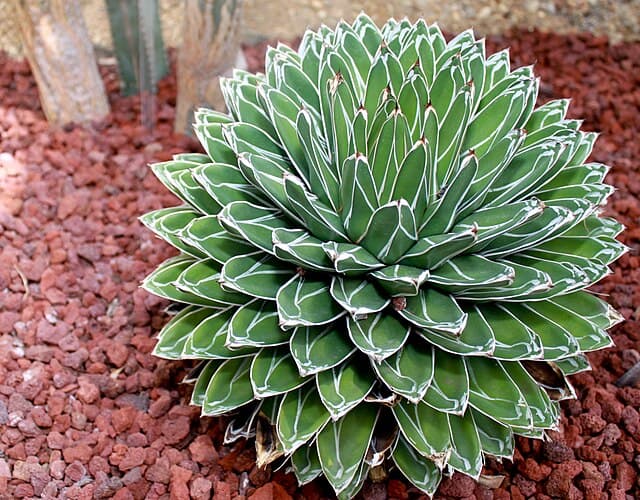 Agave Victoriae-Reginae