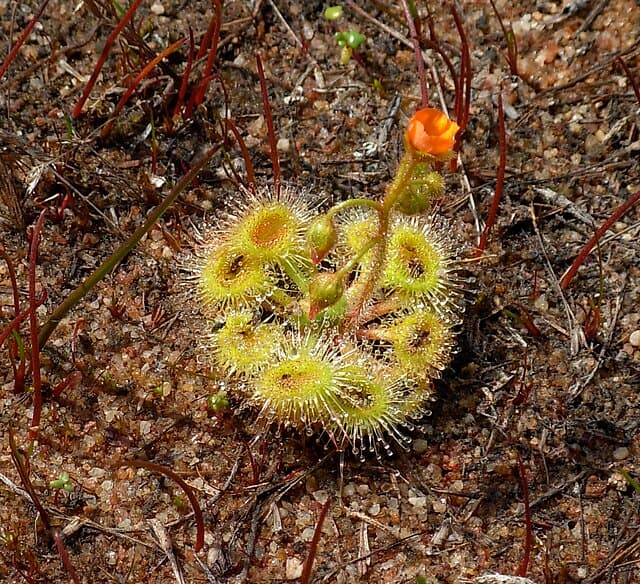 Drosera Glanduligera