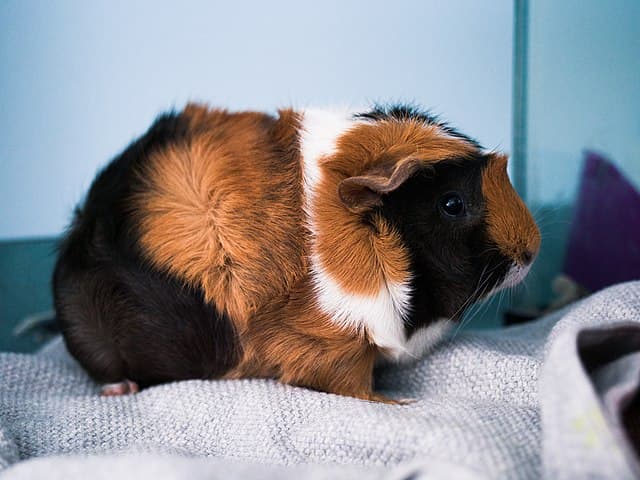 Abyssinian Guinea Pig
