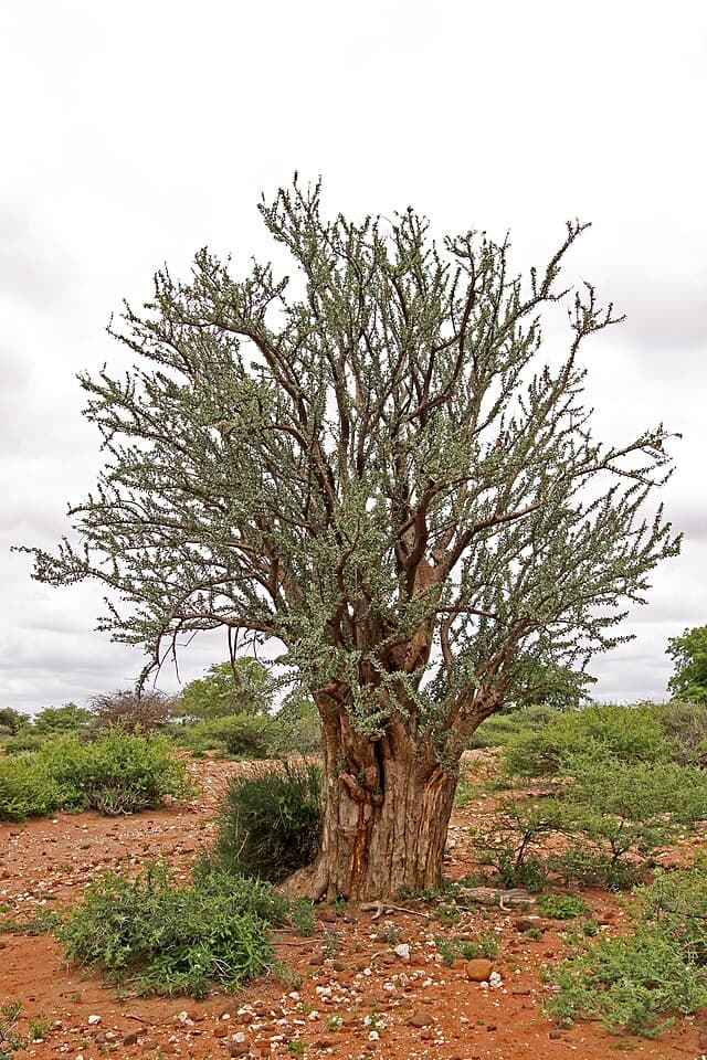 Sesamothamnus Lugardii