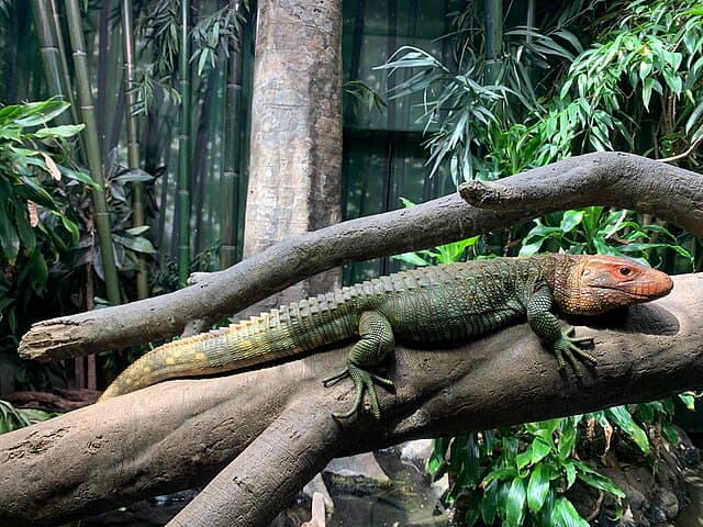 Caiman Lizard
