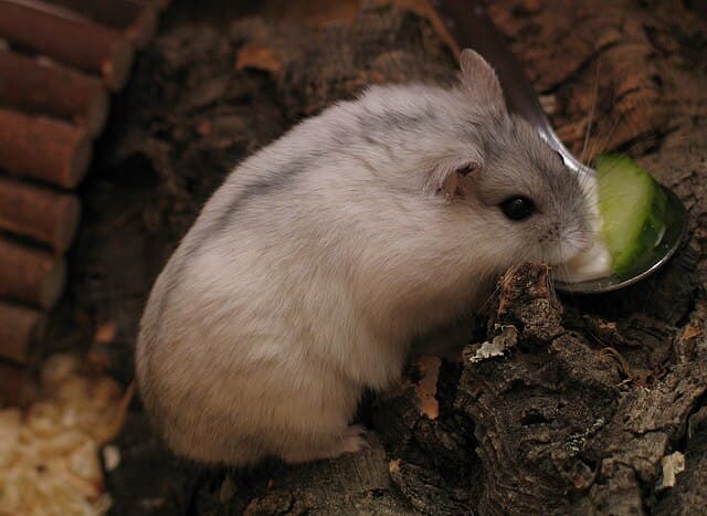 Winter White Hamster