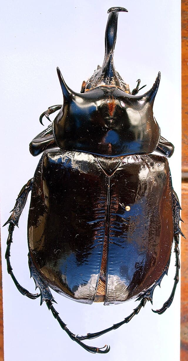 Mars Elephant Beetle