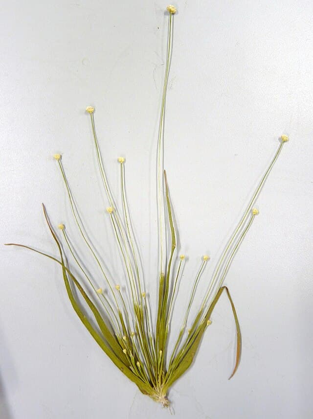 Eriocaulon Cinereum