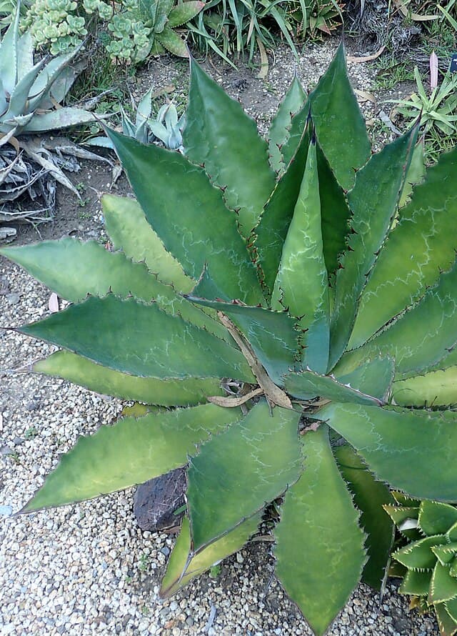 Cow Horn Agave