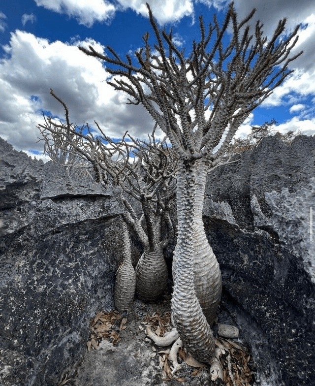Pachypodium Ambongense
