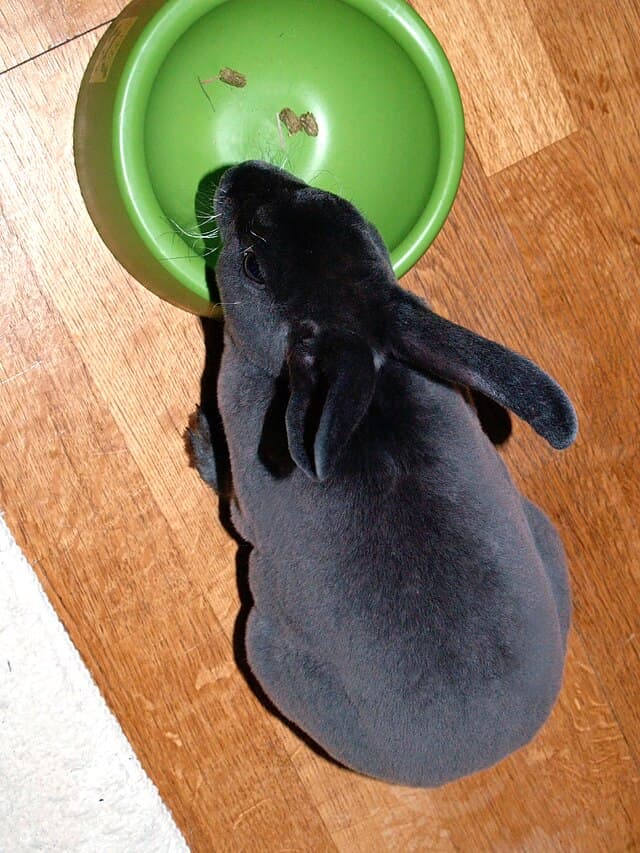 Mini Rex Rabbit
