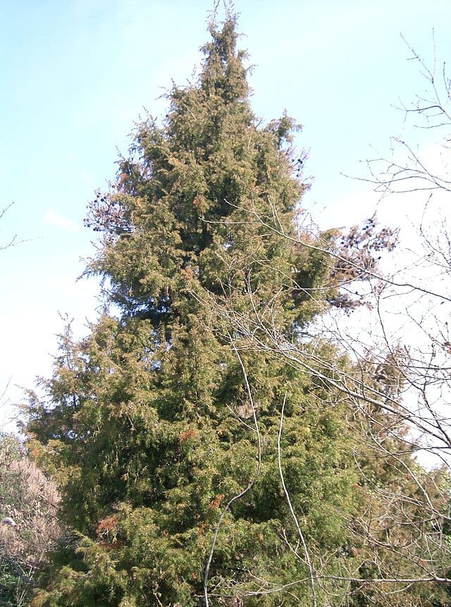 Needle Juniper