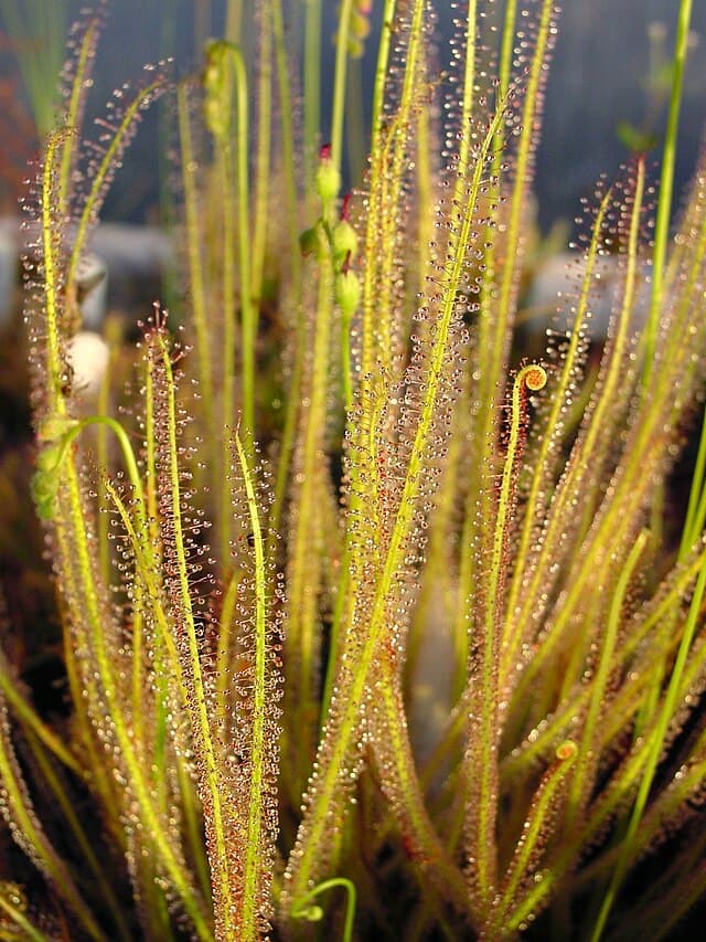 Drosera Filiformis