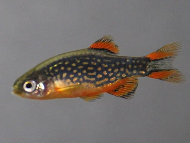 Celestial Pearl Danio