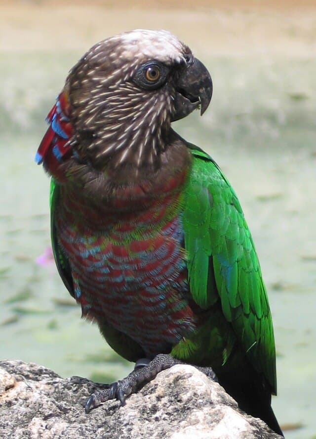 Hawk-headed Parrot