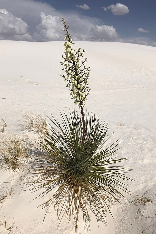 Yucca