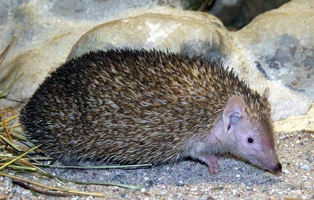 Lesser Hedgehog Tenrec